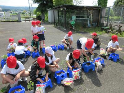 用務員さんに教えてもらいながら１人１人植えている様子